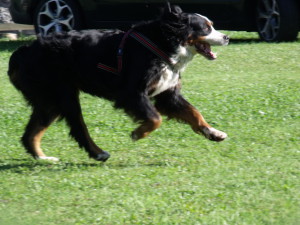 bovaro del bernese raduno grabber folgaria 2016  2